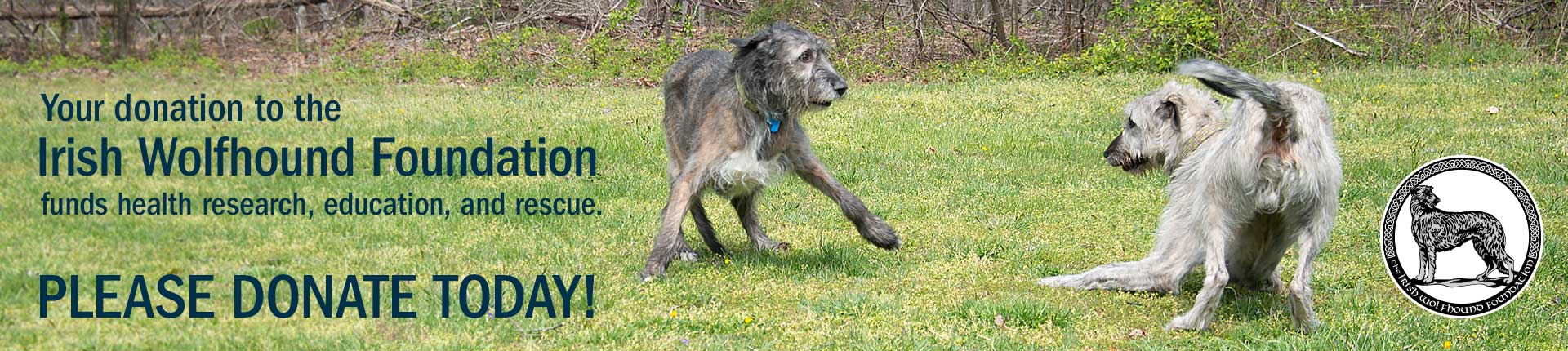 Your donation to the Irish Wolfhound Foundation 
                funds health research, education, and rescue. Please donate today!