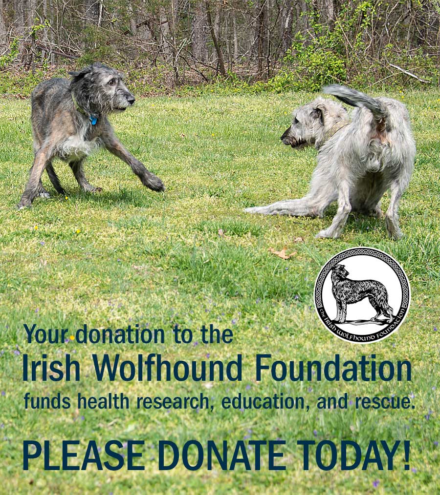 Your donation to the Irish Wolfhound Foundation 
                funds health research, education, and rescue. Please donate today!