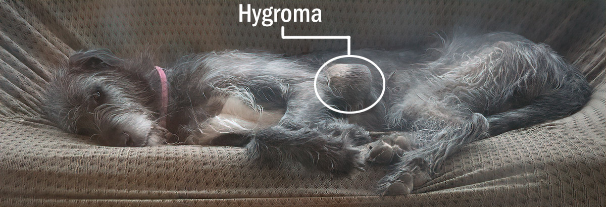 Hygromas The Irish Wolfhound Foundation